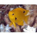 Pomacentrus sulfureus - лимонная рыба-ласточка