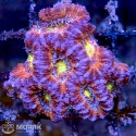 Acanthastrea lordhowensis (Акантастрея)