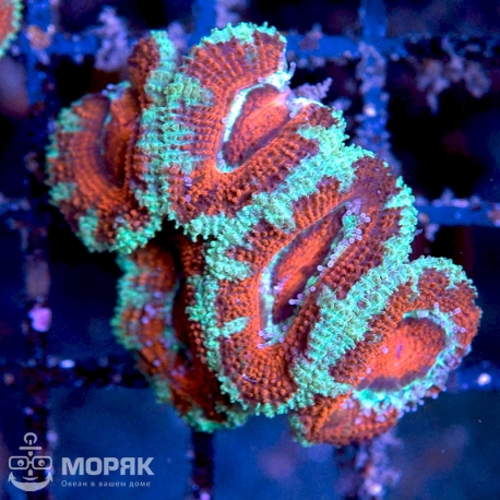 Acanthastrea lordhowensis (Акантастрея)