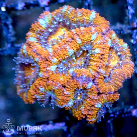 Acanthastrea lordhowensis (Акантастрея)