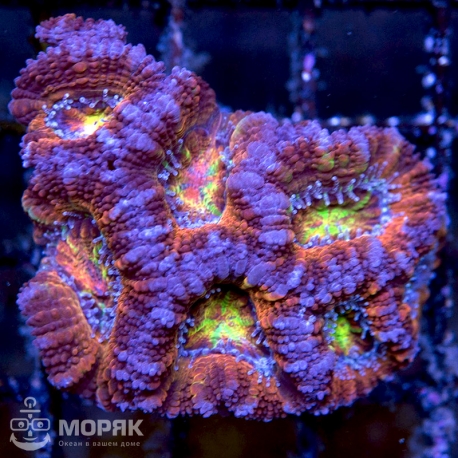 Acanthastrea lordhowensis (Акантастрея)