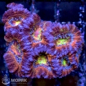 Acanthastrea lordhowensis (Акантастрея)