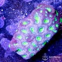 Goniastrea sp. - гониастрея двухцветная