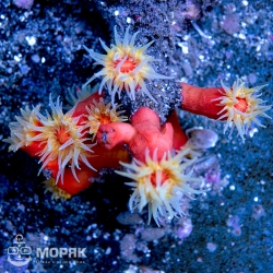 Dendrophyllia Ijimai (дендрофиллия оранжевая)