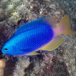 Pomacentrus coelestis (Помацентрус голубой)