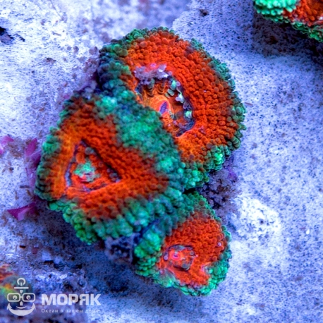 Acanthastrea lordhowensis (Акантастрея)