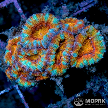Acanthastrea lordhowensis (Акантастрея)