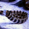 Echidna nebulosa (мурена звездчатая)