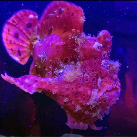 Antennarius commerson (бородавчатый клоун)