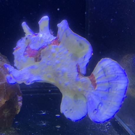 Antennarius sp. (желтый удильщик)