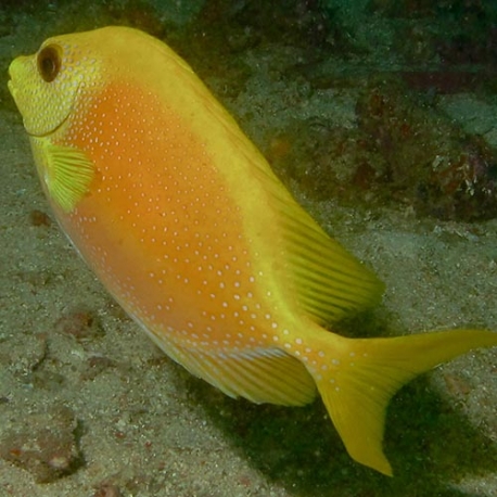 Siganus tetrazonus (коралловая рыба-лиса)