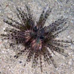 Echinetrix calamaris (еж-зебра)