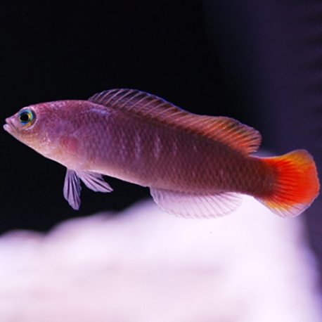 Pseudochromis coccinicauda (краснохвостый псевдохромис)