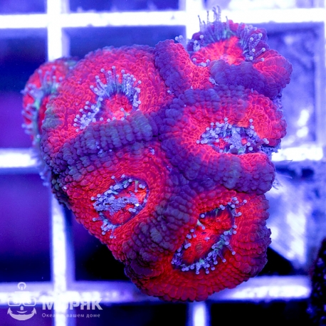 Acanthastrea lordhowensis (Акантастрея)