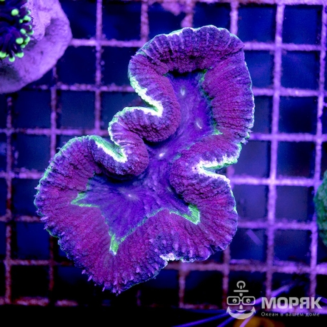 Lobophyllia sp. (лобофиллия мультиколор)