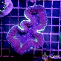 Lobophyllia sp.. (лобофиллия мультиколор)