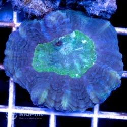 Symphyllia sp (сине-зеленая симпфиллия)