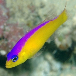 Pseudochromis Diadema (псевдохромис диадема)