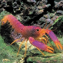 Enoplometapus debelius (рифовый красный омар)