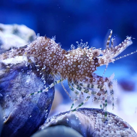 Saron marmoratus (мраморная креветка)