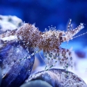 Saron marmoratus (мраморная креветка)