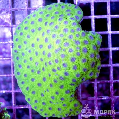 Goniastrea sp. (ультрагрин)