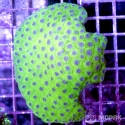 Goniastrea sp. (ярко-флюорисцентная XL)