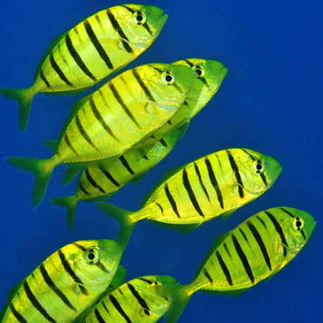 Gnathanodon speciosus (золотой каранг)