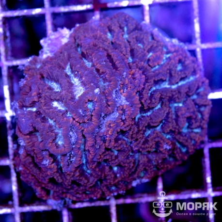 Mycetophyllia (Мицетофиллия салатовая)