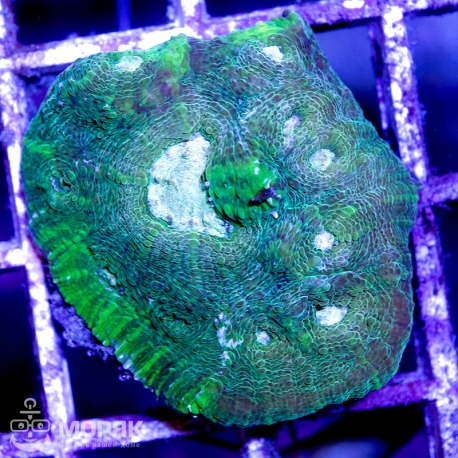 Australomussa sp. (австраломусса)