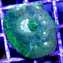 Australomussa sp. (австраломусса)