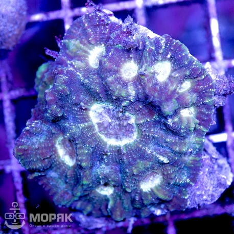 Australomussa sp. (австраломусса)