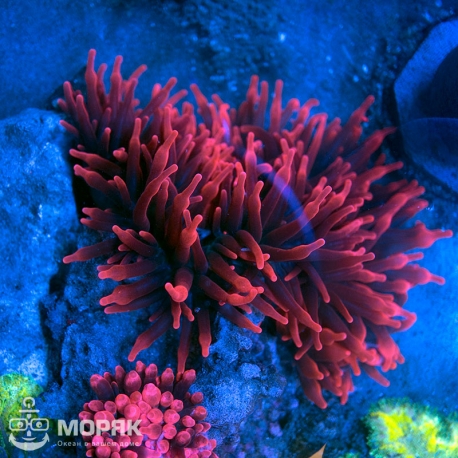 Entacmaea Quadricolor (superred) - Актиния пузырчатая