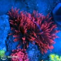 Entacmaea Quadricolor (superred) - Актиния пузырчатая