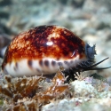 Mauritia arabica (ципрея арабская)
