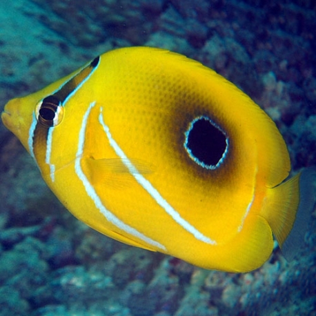 Chaetodon bennetti (бабочка Беннетта)