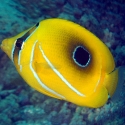 Chaetodon bennetti (бабочка Беннетта)