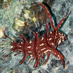 Novaculichthys taeniorus (губан-дракон)