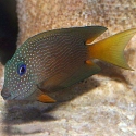 Ctenochaetus binotatus (синеглазый ктенохет)