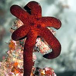Echinaster luzonicus (красная морская звезда) L