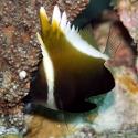 Heniochus pleurotaenia (бабочка-фантом)