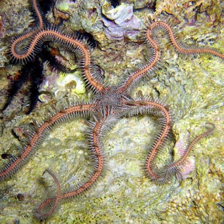 Ophiomastix sp. (красная офиура)