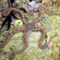 Ophiomastix sp. (красная офиура)