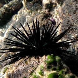 Echinometra mathaei ( )