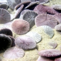 Clypeaster oshimensis (песчаный еж)