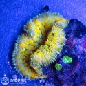 Stichodactyla tapetum - Ковровый анемон