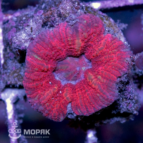 Acanthophyllia sp. (акантофиллия)