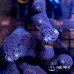 Stylophora Milka - милка фиолетовая
