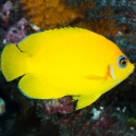Centropyge flavissimus (лимонный центропиг)