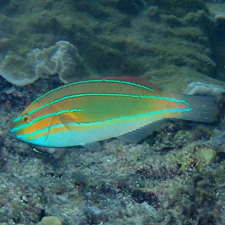 Stethojulis trilineata (трехполосый губан)